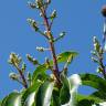 Fotografia 13 da espécie Mangifera indica do Jardim Botânico UTAD