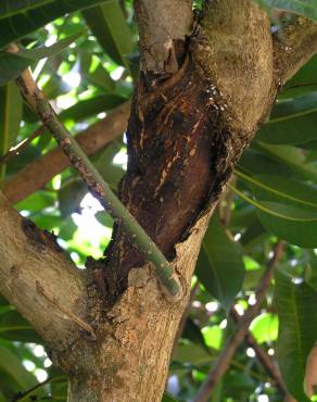 Fotografia 15 da espécie Mangifera indica no Jardim Botânico UTAD