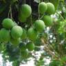 Fotografia 16 da espécie Mangifera indica do Jardim Botânico UTAD