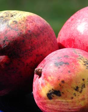 Fotografia 19 da espécie Mangifera indica no Jardim Botânico UTAD