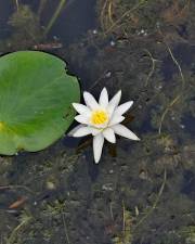 Fotografia da espécie Nymphaea alba