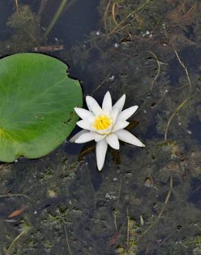 Fotografia 1 da espécie Nymphaea alba no Jardim Botânico UTAD