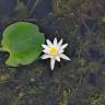 Fotografia 1 da espécie Nymphaea alba do Jardim Botânico UTAD