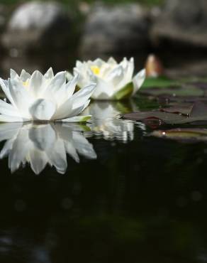 Fotografia 2 da espécie Nymphaea alba no Jardim Botânico UTAD