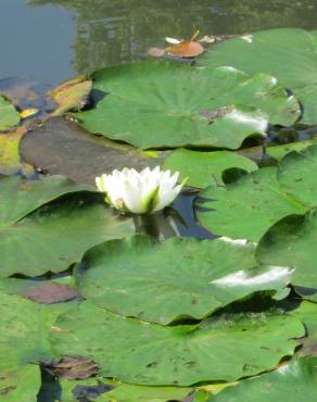 Fotografia 3 da espécie Nymphaea alba no Jardim Botânico UTAD