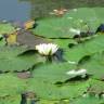 Fotografia 3 da espécie Nymphaea alba do Jardim Botânico UTAD