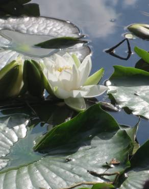 Fotografia 4 da espécie Nymphaea alba no Jardim Botânico UTAD