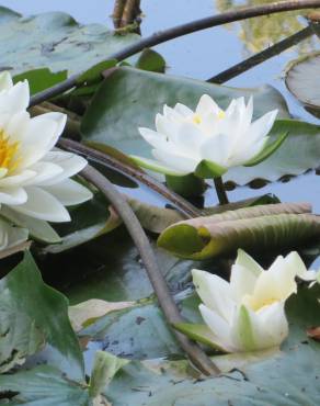 Fotografia 5 da espécie Nymphaea alba no Jardim Botânico UTAD