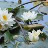 Fotografia 5 da espécie Nymphaea alba do Jardim Botânico UTAD