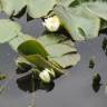 Fotografia 6 da espécie Nymphaea alba do Jardim Botânico UTAD