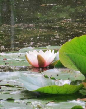 Fotografia 8 da espécie Nymphaea alba no Jardim Botânico UTAD