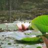 Fotografia 8 da espécie Nymphaea alba do Jardim Botânico UTAD