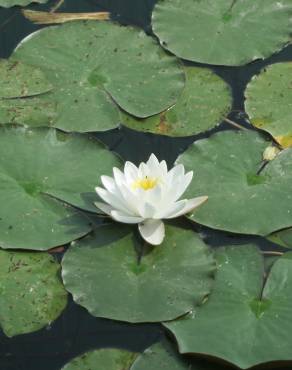 Fotografia 10 da espécie Nymphaea alba no Jardim Botânico UTAD