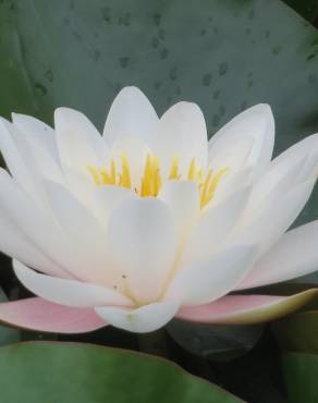 Fotografia 11 da espécie Nymphaea alba no Jardim Botânico UTAD