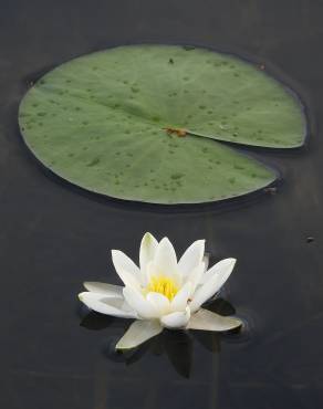 Fotografia 13 da espécie Nymphaea alba no Jardim Botânico UTAD