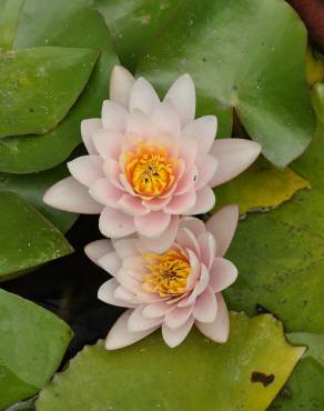 Fotografia 16 da espécie Nymphaea alba no Jardim Botânico UTAD