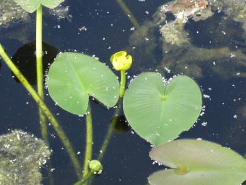 Fotografia da espécie Nuphar luteum subesp. luteum