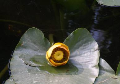 Fotografia da espécie Nuphar luteum subesp. luteum