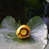 Fotografia 5 da espécie Nuphar luteum subesp. luteum do Jardim Botânico UTAD