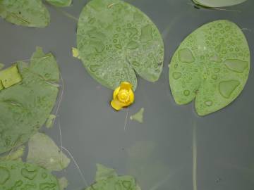 Fotografia da espécie Nuphar luteum subesp. luteum