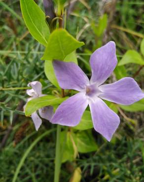 Fotografia 16 da espécie Vinca difformis subesp. difformis no Jardim Botânico UTAD