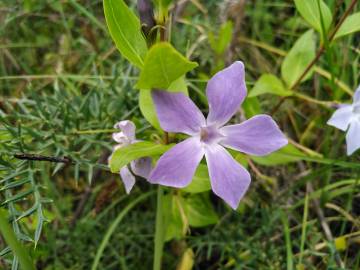 Fotografia da espécie Vinca difformis subesp. difformis