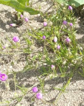 Fotografia 6 da espécie Spergularia purpurea no Jardim Botânico UTAD