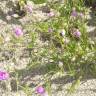 Fotografia 6 da espécie Spergularia purpurea do Jardim Botânico UTAD