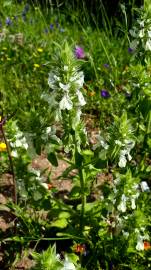 Fotografia da espécie Bartsia trixago