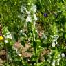 Fotografia 12 da espécie Bartsia trixago do Jardim Botânico UTAD