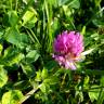 Fotografia 6 da espécie Trifolium pratense subesp. pratense var. pratense do Jardim Botânico UTAD