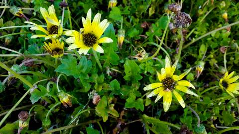 Fotografia da espécie Arctotheca calendula