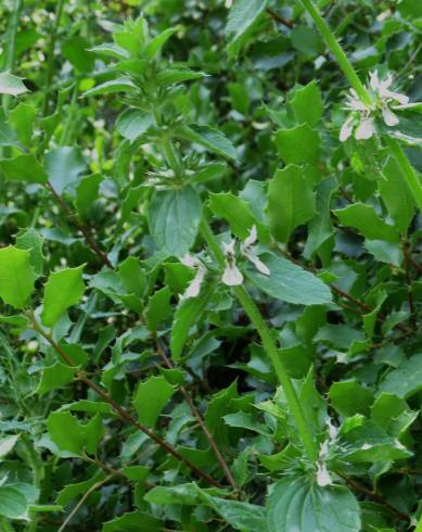 Fotografia de capa Stachys ocymastrum - do Jardim Botânico