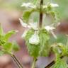 Fotografia 3 da espécie Stachys ocymastrum do Jardim Botânico UTAD