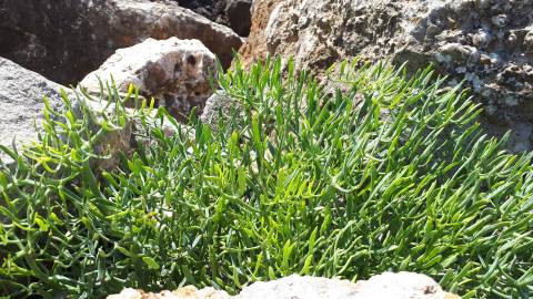 Fotografia da espécie Crithmum maritimum