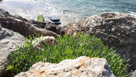 Fotografia da espécie Crithmum maritimum