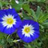 Fotografia 8 da espécie Convolvulus tricolor subesp. tricolor do Jardim Botânico UTAD