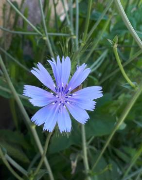 Fotografia 12 da espécie Cichorium intybus no Jardim Botânico UTAD