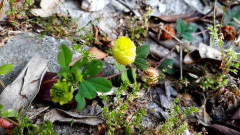 Fotografia da espécie Trifolium campestre