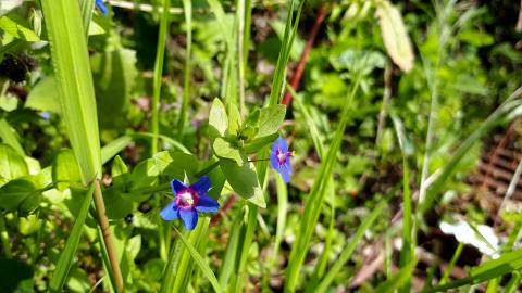 Fotografia da espécie Anagallis monelli
