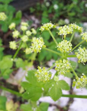 Fotografia 15 da espécie Smyrnium olusatrum no Jardim Botânico UTAD