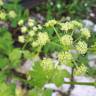 Fotografia 15 da espécie Smyrnium olusatrum do Jardim Botânico UTAD