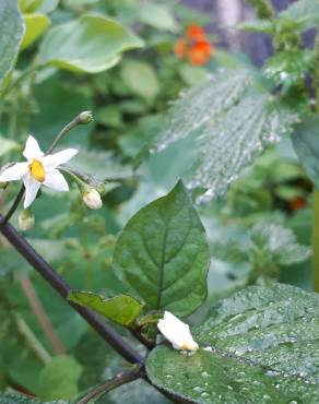 Fotografia 15 da espécie Solanum nigrum no Jardim Botânico UTAD