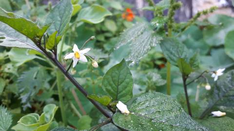 Fotografia da espécie Solanum nigrum