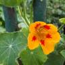 Fotografia 13 da espécie Tropaeolum majus do Jardim Botânico UTAD