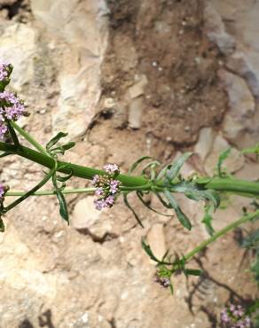 Fotografia 5 da espécie Valerianella dentata no Jardim Botânico UTAD