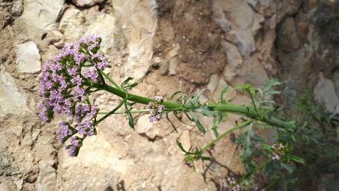 Fotografia da espécie Valerianella dentata