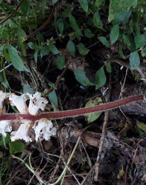 Fotografia 14 da espécie Orobanche hederae no Jardim Botânico UTAD