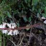 Fotografia 14 da espécie Orobanche hederae do Jardim Botânico UTAD