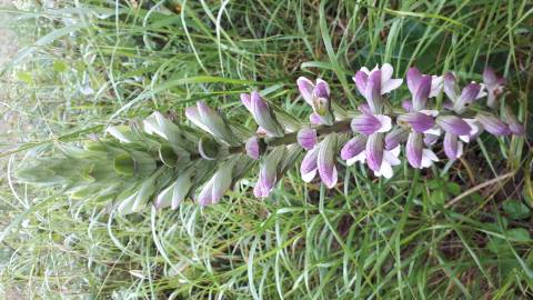 Fotografia da espécie Acanthus mollis